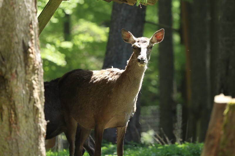 Rothirsch (Wildgehege)