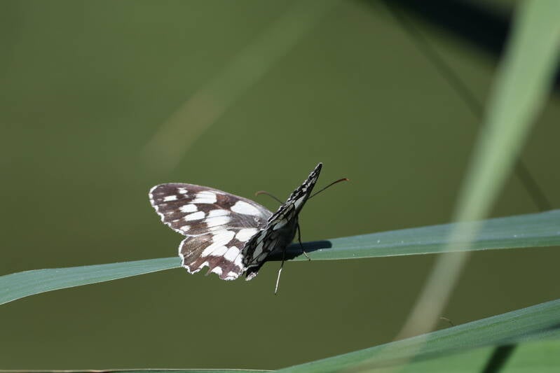 Schachbrett (Melanargia galathea)