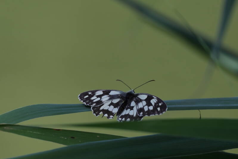 Schachbrett (Melanargia galathea)