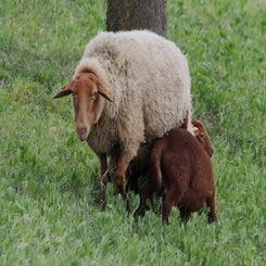 schaf-lamm_045a2596-standard.jpg
