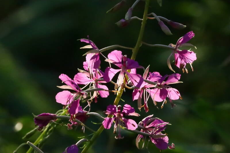 schmallblättriges Weidenröschen