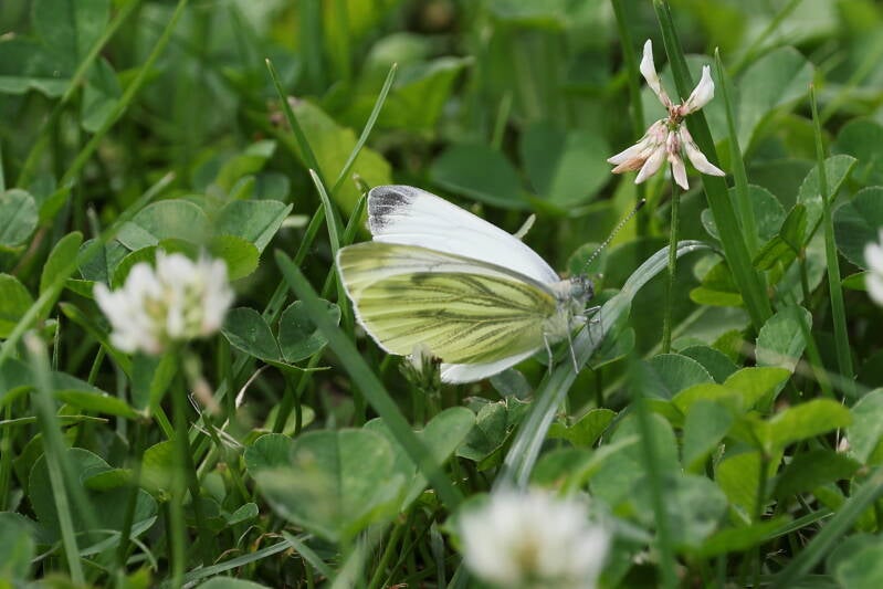 Rapsweißling (Pieris napi)