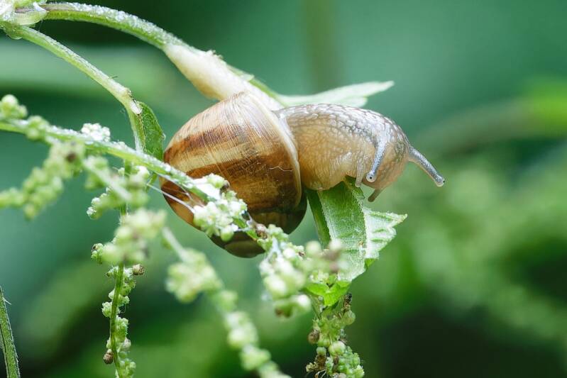 schnecke-blatt_img_5891-cr3_dxo_deepprimexd-standard.jpg
