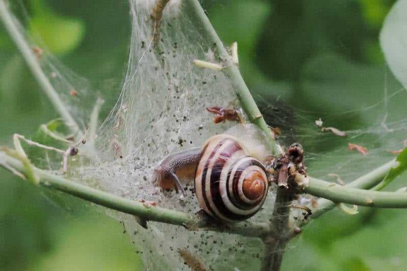 schnecke-im-netz_045a3336-standard.jpg