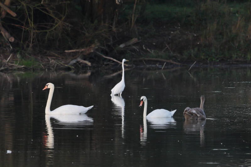 Schwäne und Silberreiher_