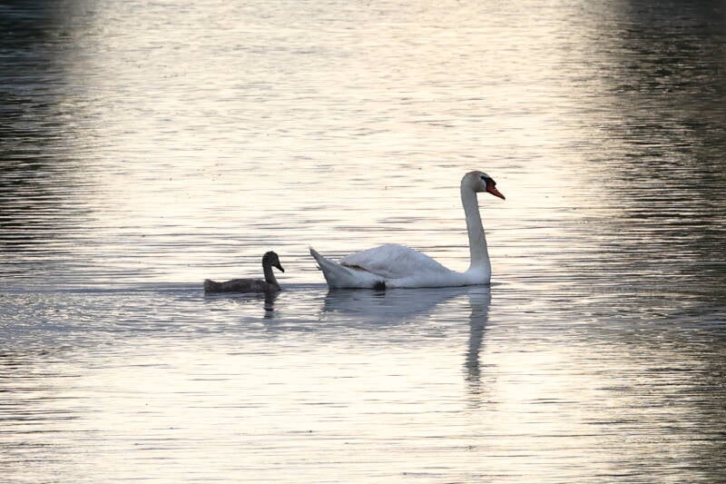 Schwan mit Jungtier