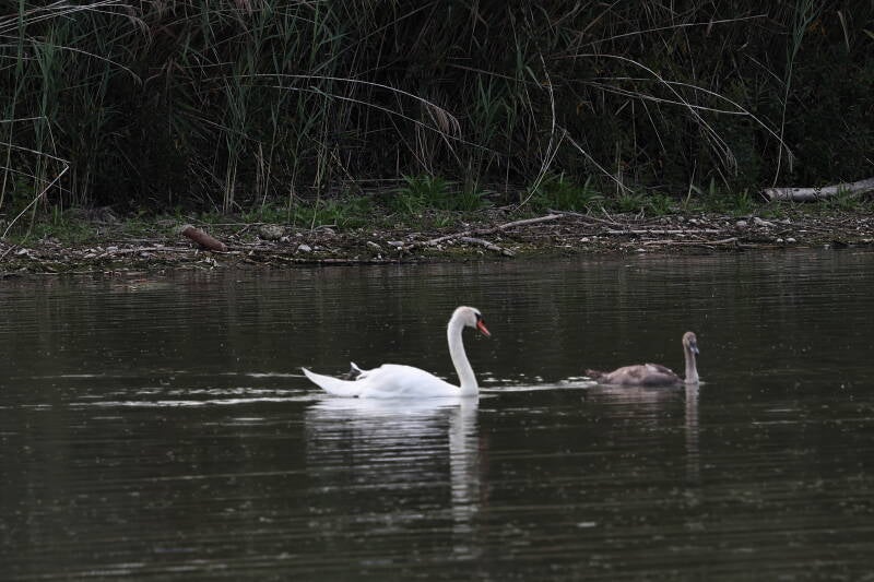 Schwan mit Jungtier