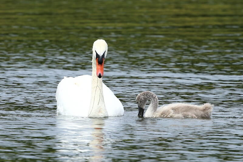 schwan mit Jungtier