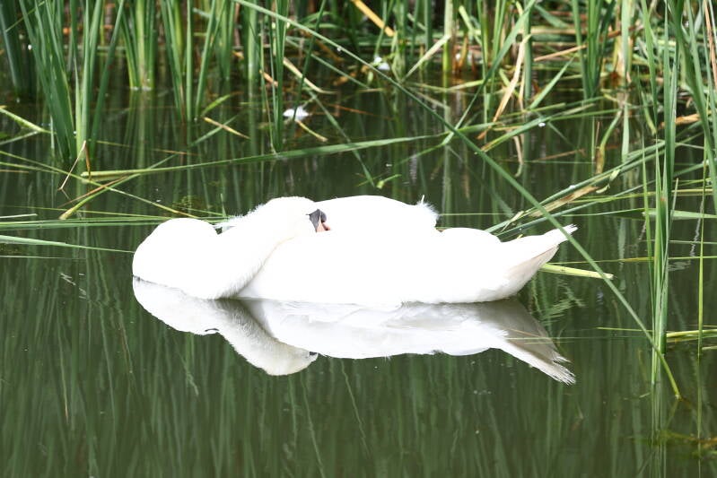 Schwan schlafend mit Spiegelung