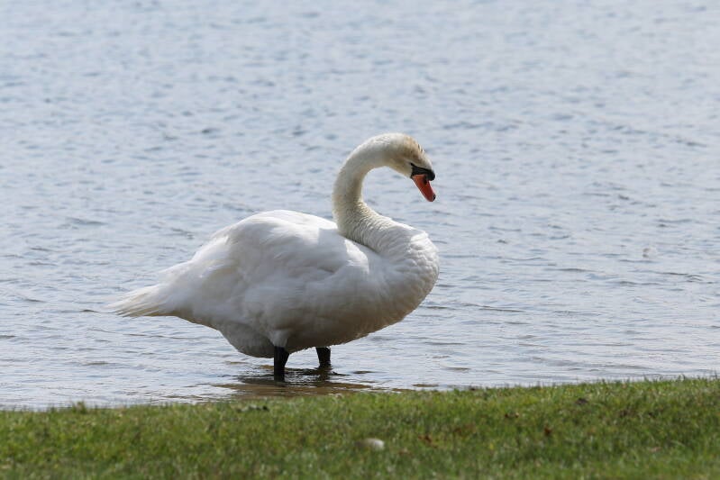 Schwan