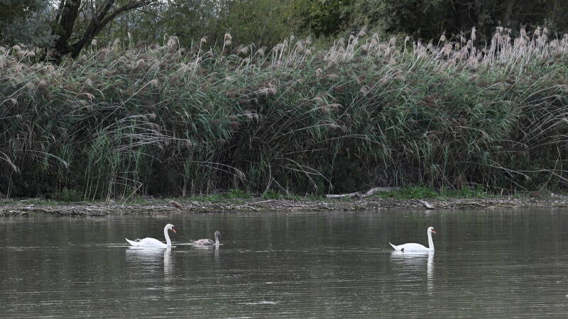 Schwanenfamilie