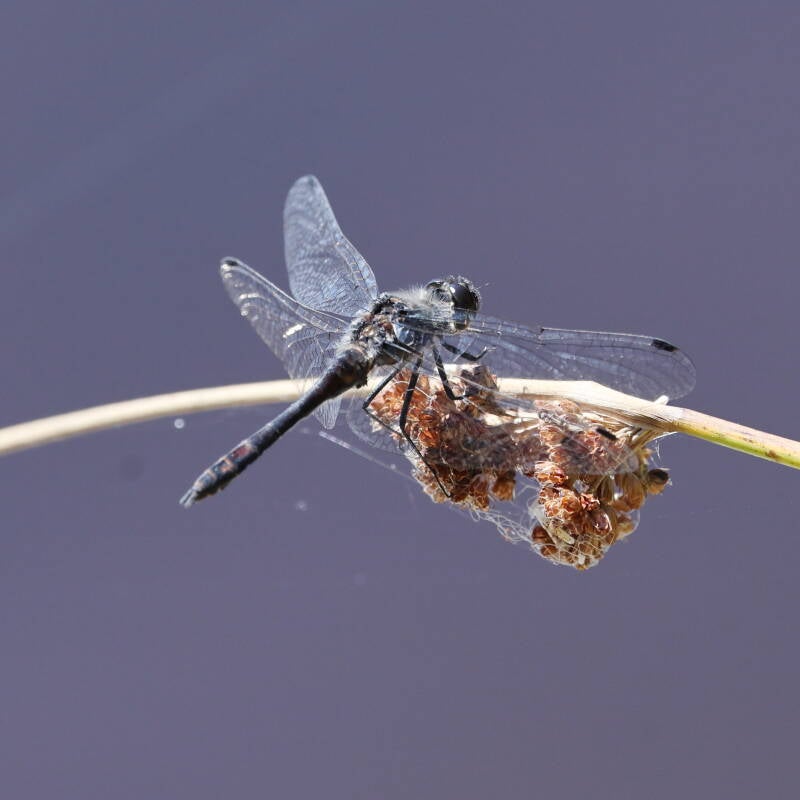 schwarze Heidelibelle