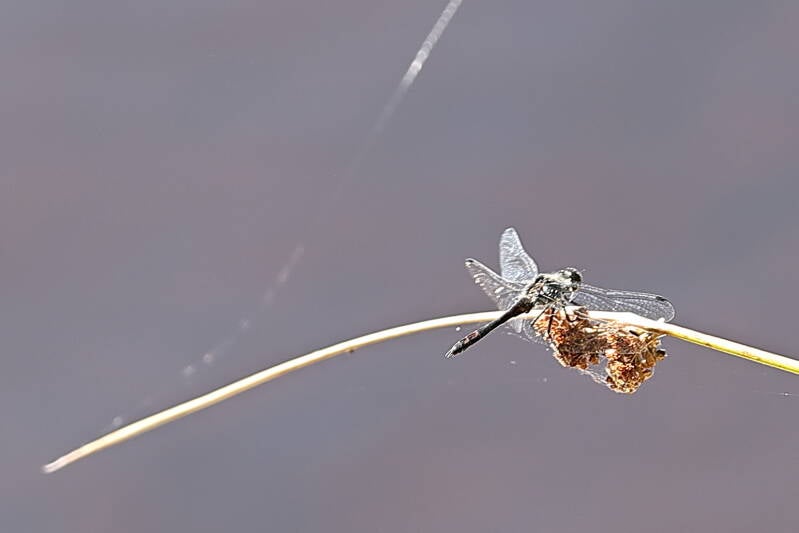 schwarze Heidelibelle_045a4366-standard.jpg