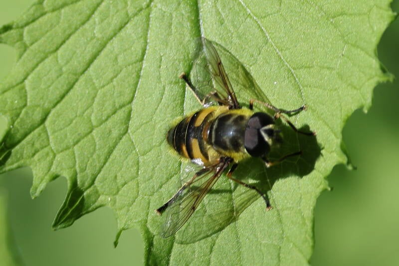 Große Schwebfliege (Syrphus ribesii)