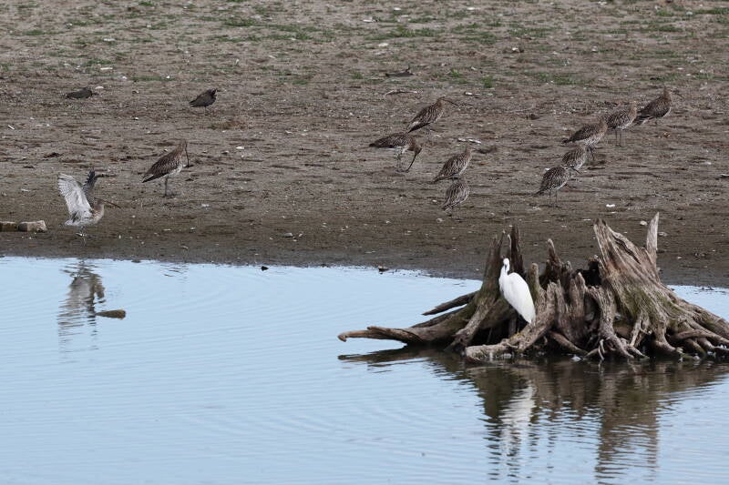 Seidenreiher und Brachvögel