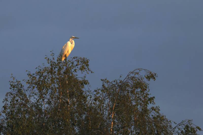 Silberreiher im Morgenlicht