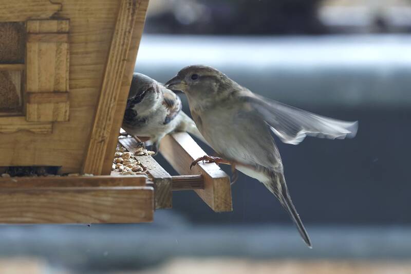 Spatzen am Futterhaus