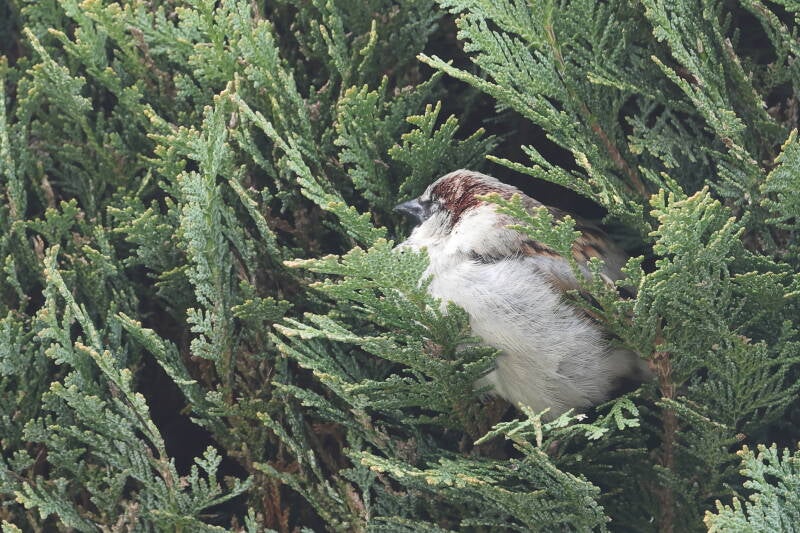 Spatz