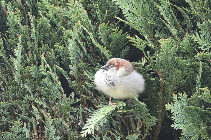 Spatz