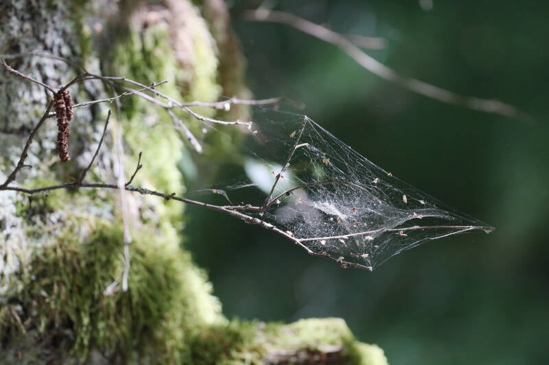 Spinnennetz
