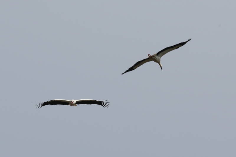 Störche im Flug