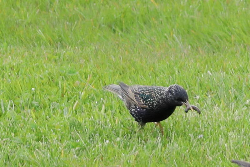 Star auf der Wiese mit Wurm