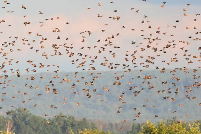 Starenschwarm