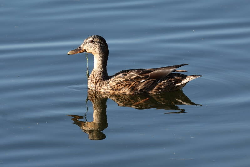 Stockente