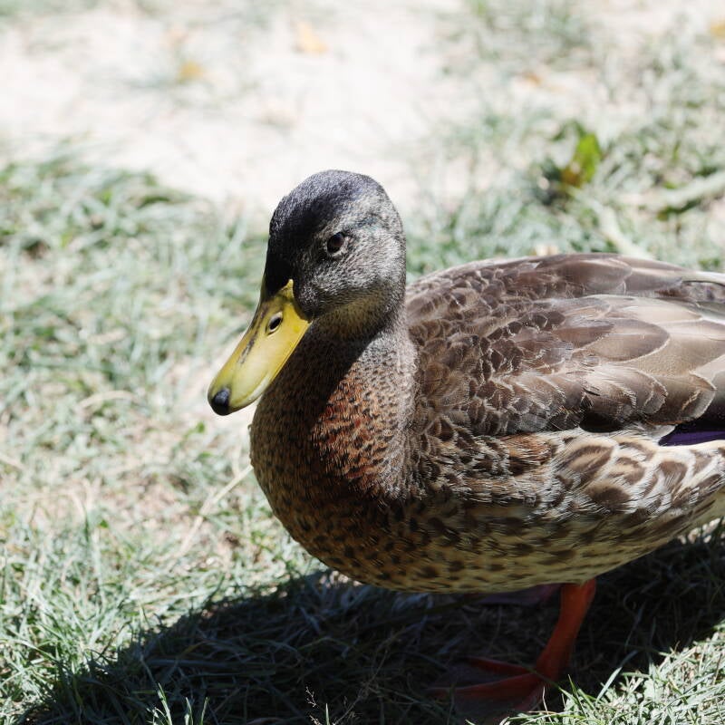 Stockente_