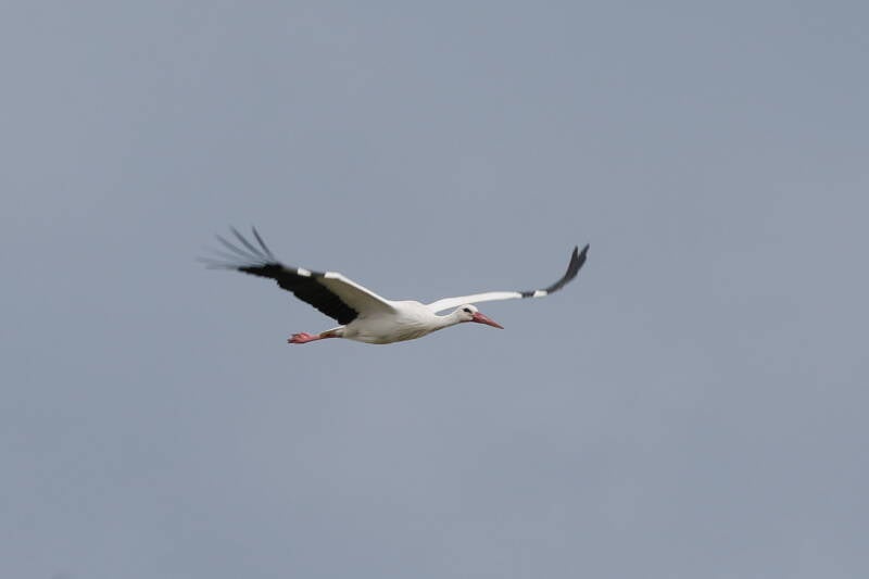 Storch