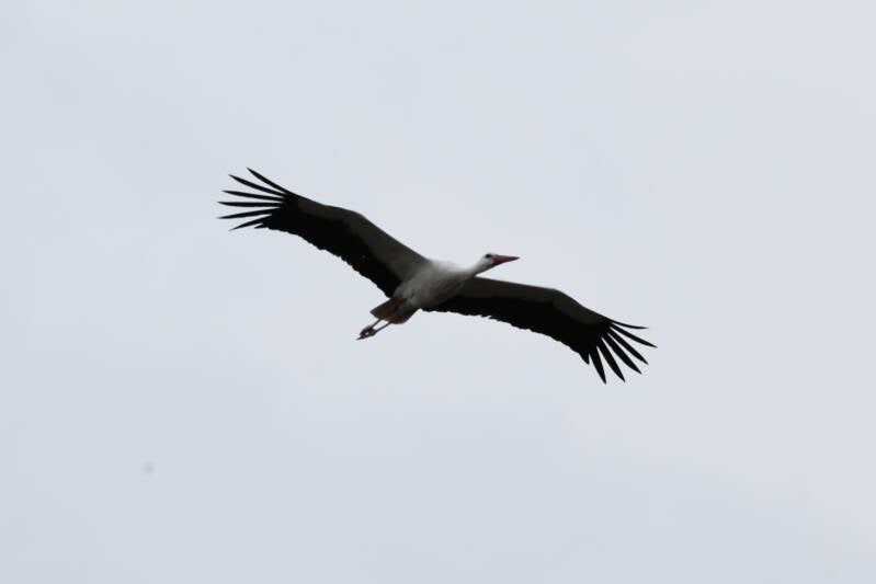Storch im Flug
