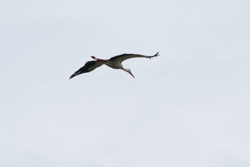 Storch