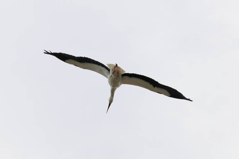 Storch