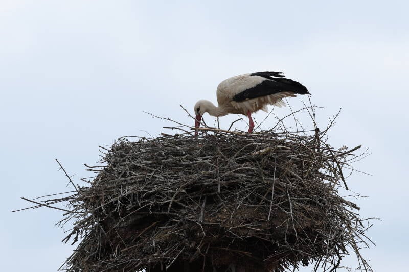 Storch