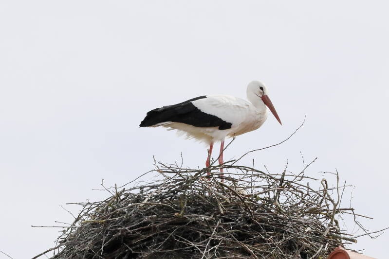 Storch