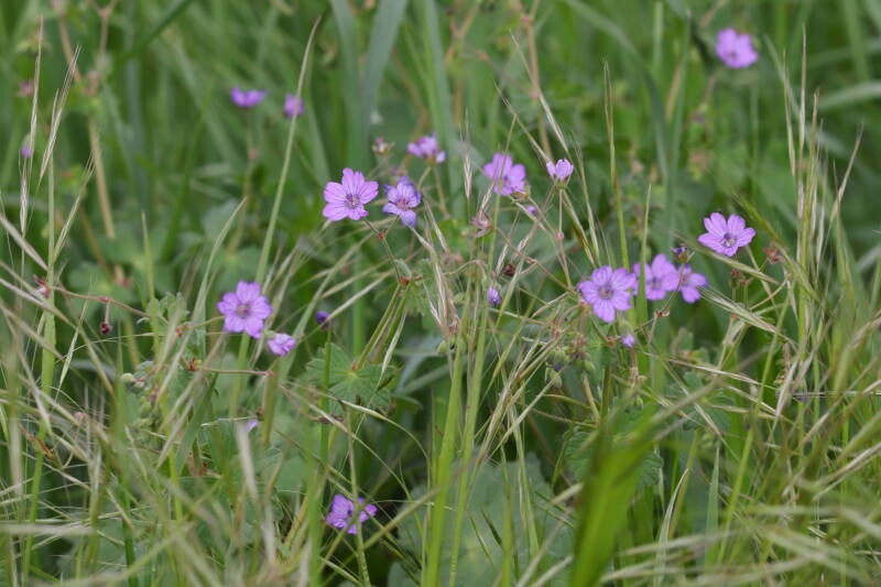 Storchschnabel
