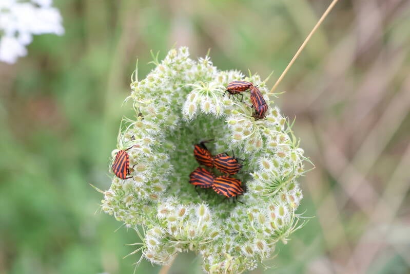 Streifenwanzen auf wilder Möhre