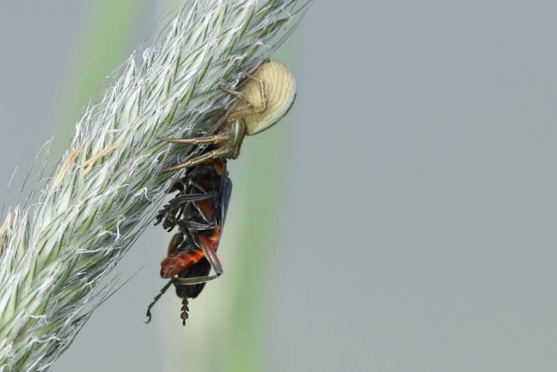 Sumpfkrabbenspinne frisst Weichkäfer