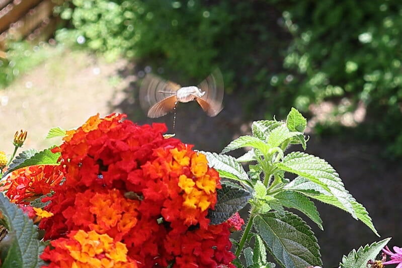 Taubenschwänzchen