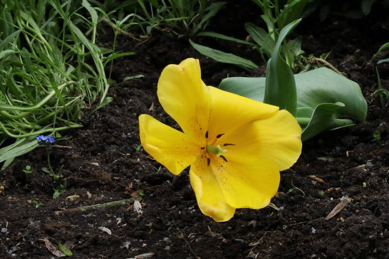 Tulpe