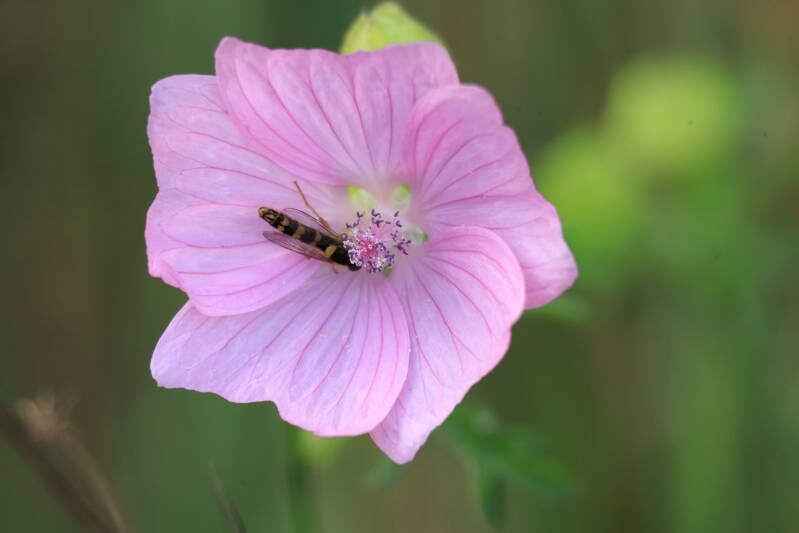 Langbauchschwebfliege