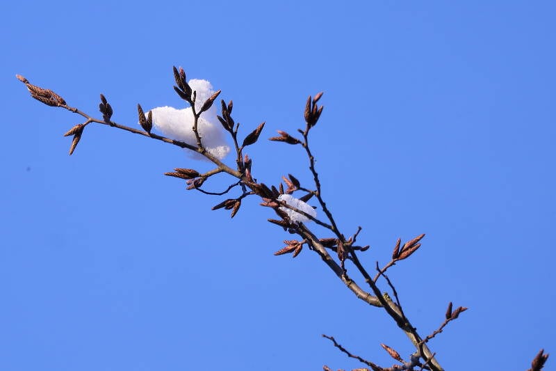Pappelast mit Schnee
