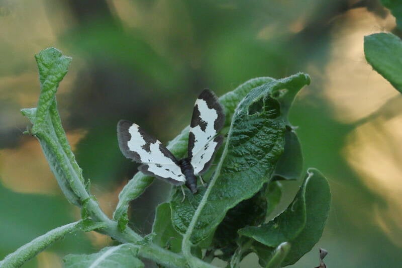 Vogelschmeiß-Spanner (Lomaspilis marginata)