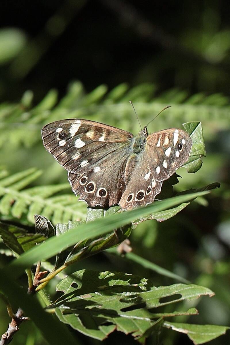 Waldbrettspiel (Edelfalter)