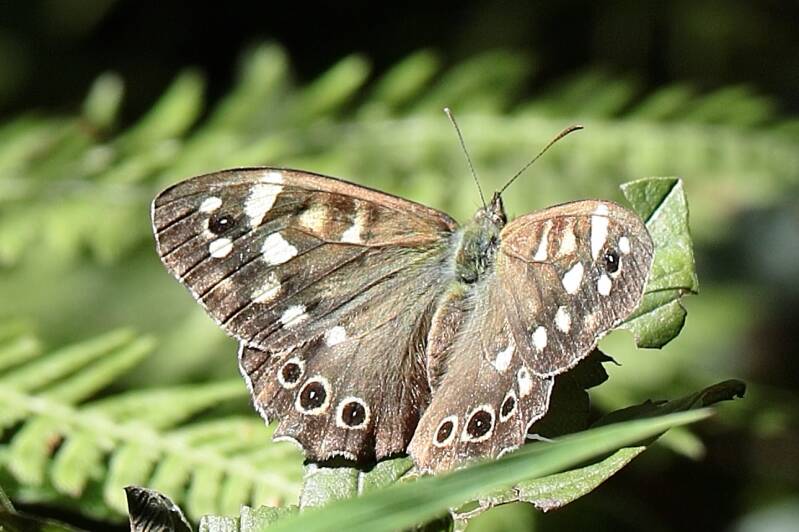Waldbrettspiel (Edelfalter)