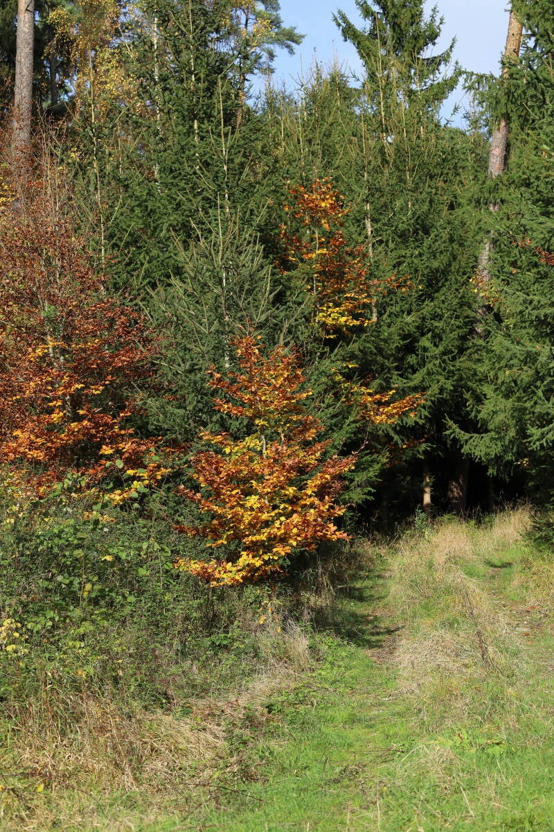 waldweg-herbst_img_7943-standard.jpg