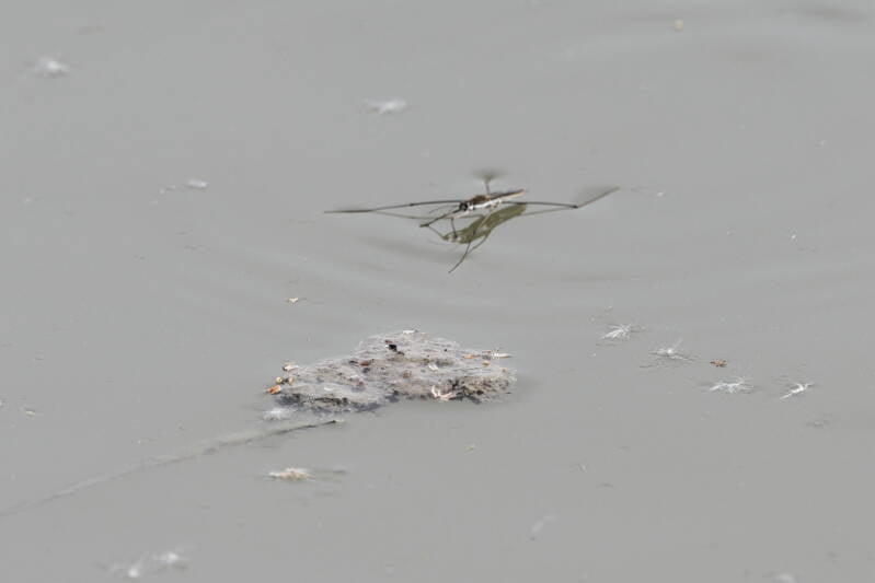 Wasserläufer