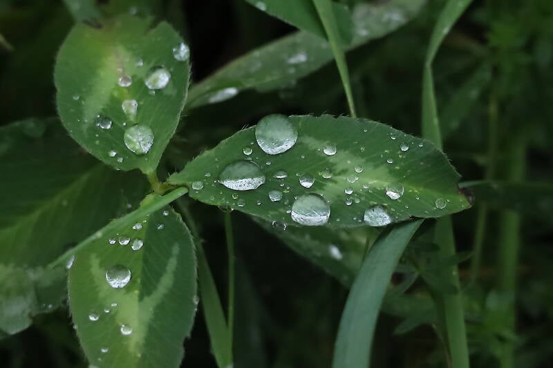 wassertropfen-bl-tter_img_9197-standard.jpg
