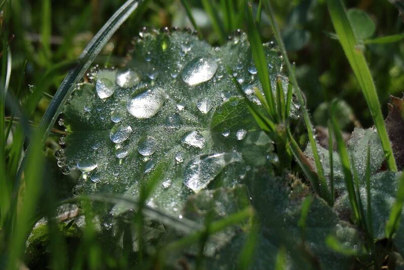 wassertropfen-blatt_img_5681-standard.jpg