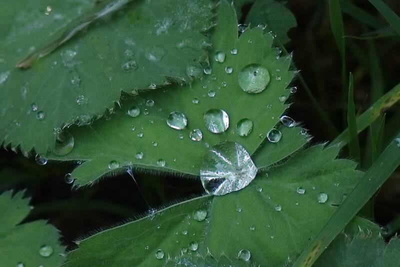wassertropfen-blatt_img_8811-standard.jpg